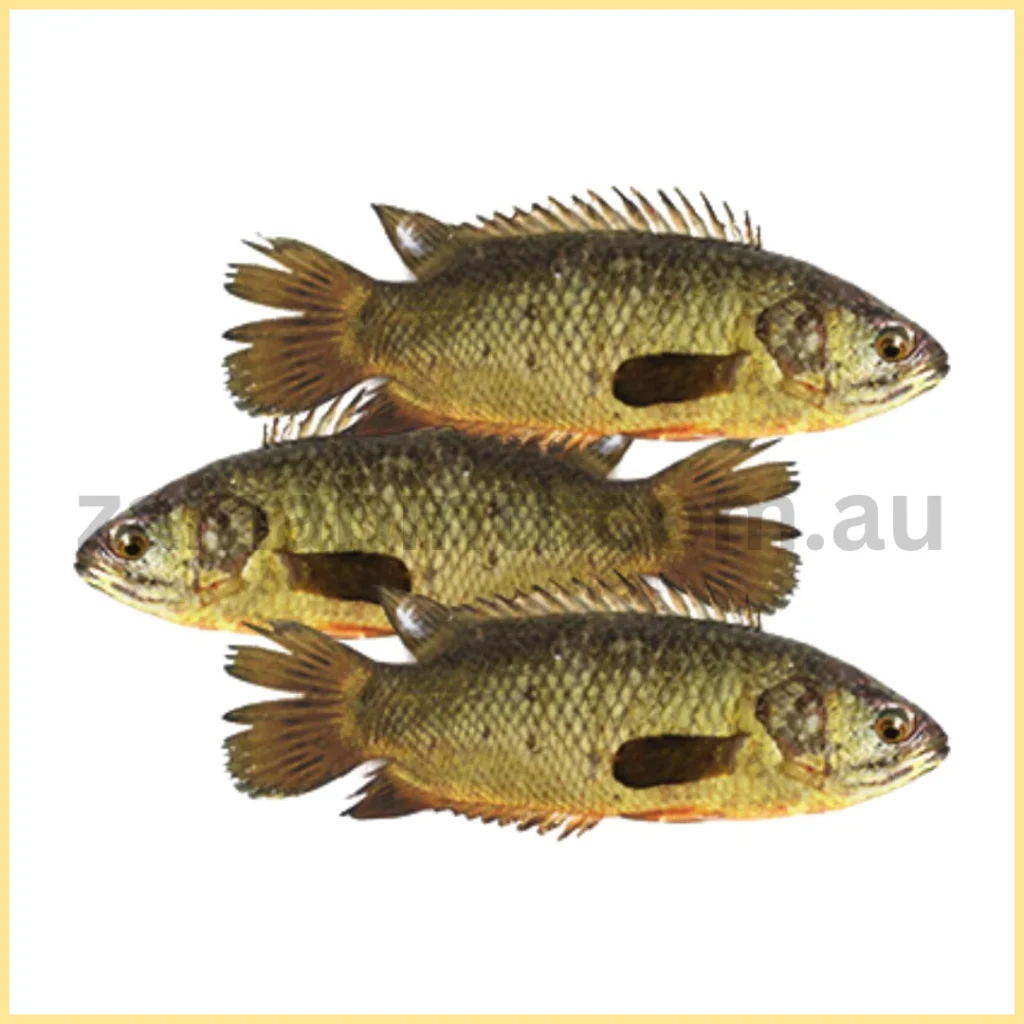 Deshi Koi (1KG - 9Pcs)