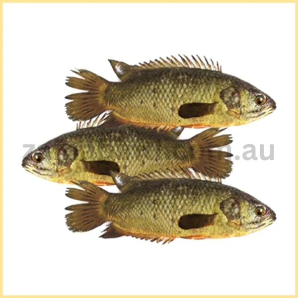 Deshi Koi (1KG - 9Pcs)