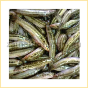 Dry Gotum - Eel Fish