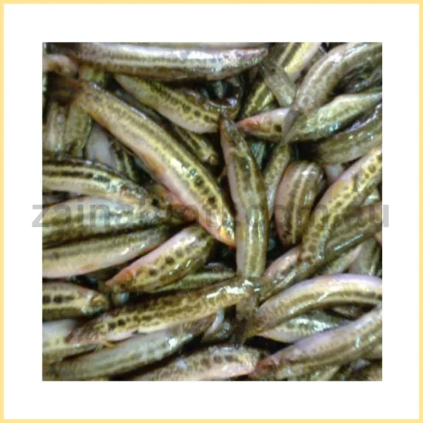 Dry Gotum - Eel Fish