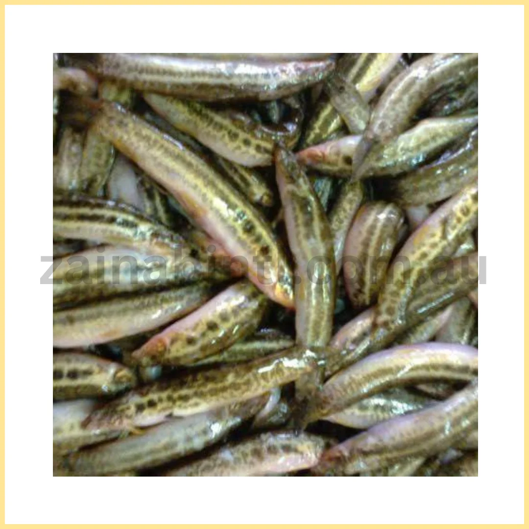 Dry Gotum - Eel Fish