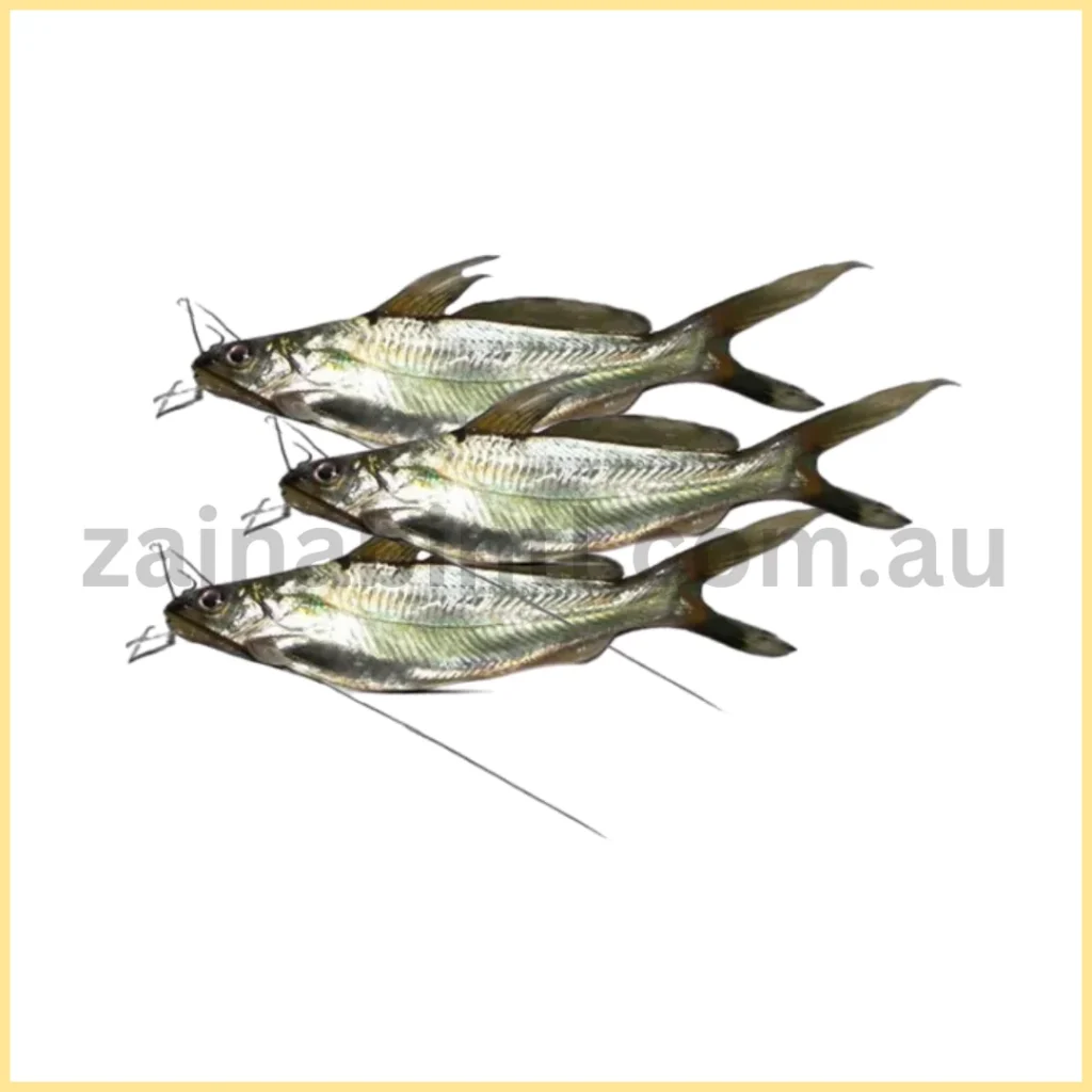 Gulsha Fish
