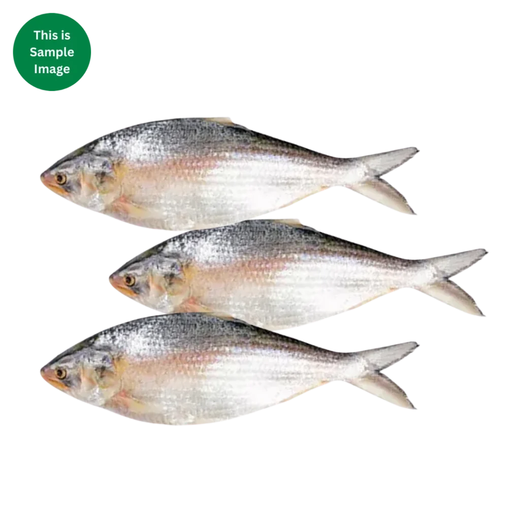 Hilsha Fish