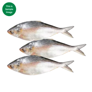 Hilsha Fish