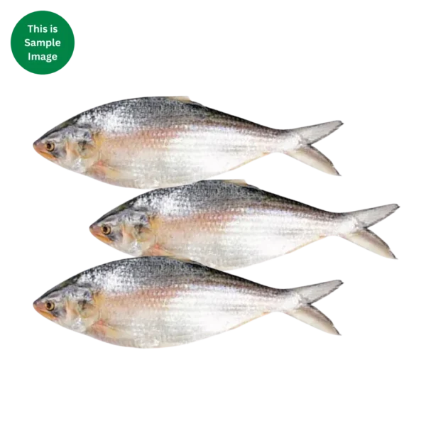 Hilsha Fish