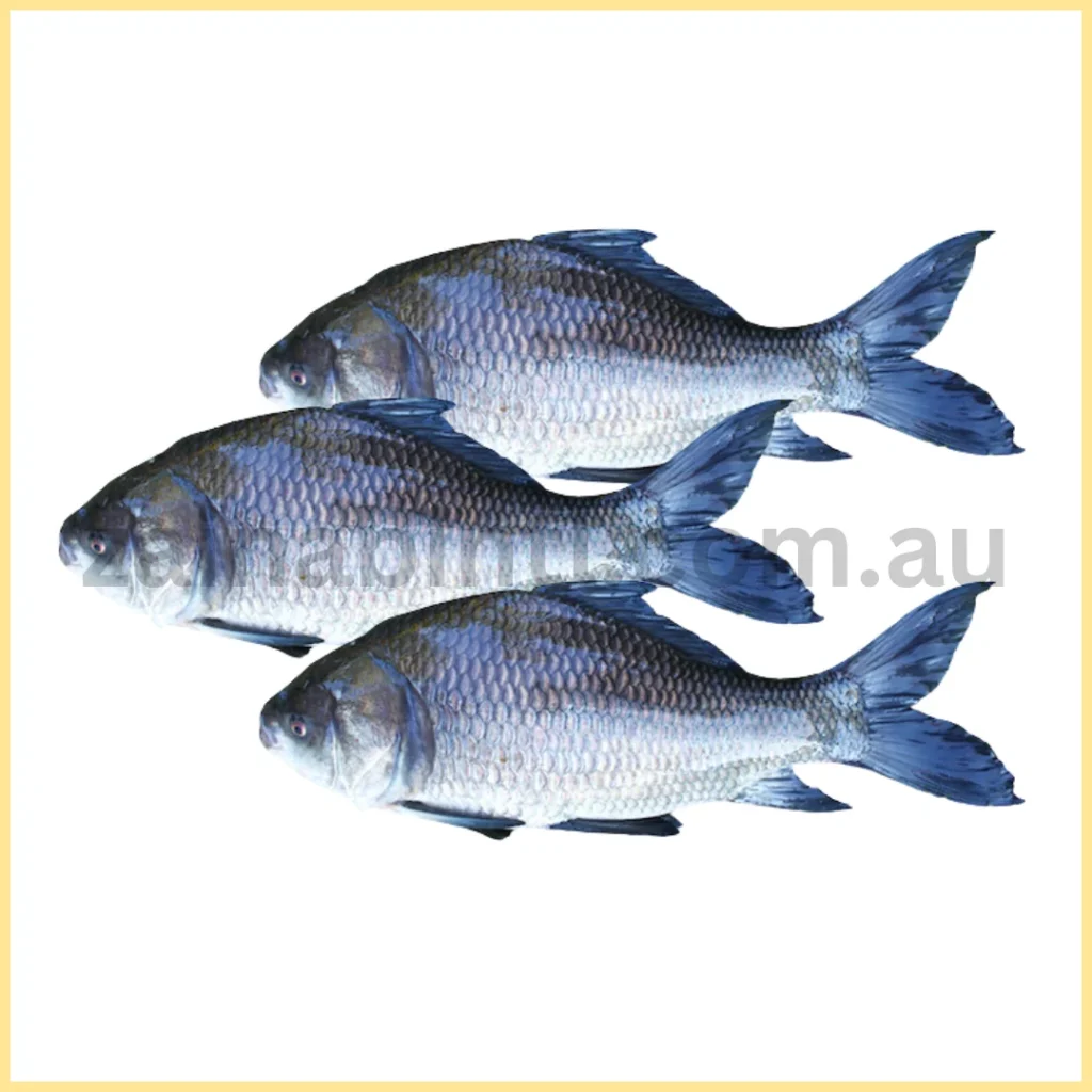 Katol Fish