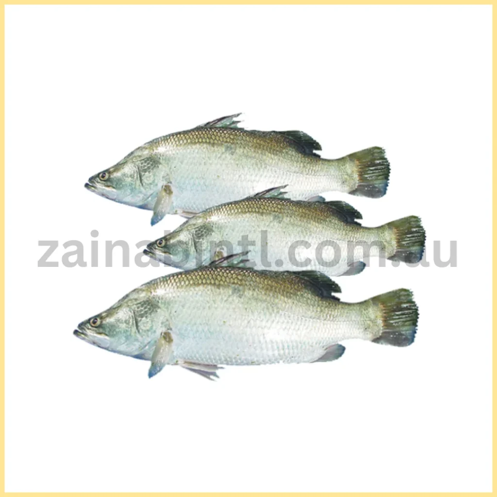 Koral Barramundi