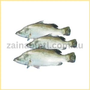 Koral Barramundi