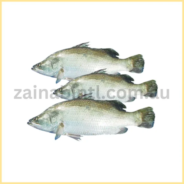 Koral Barramundi