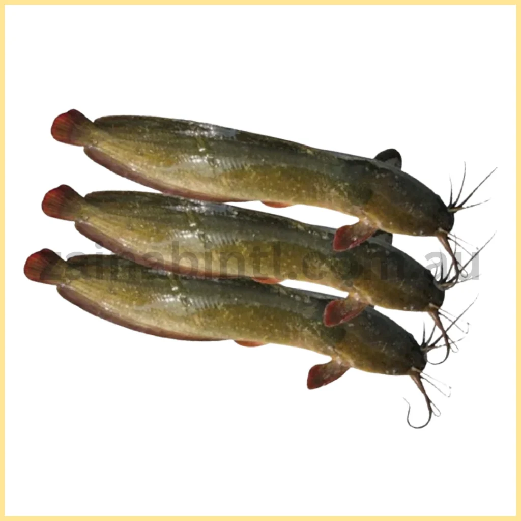 Magur Fish
